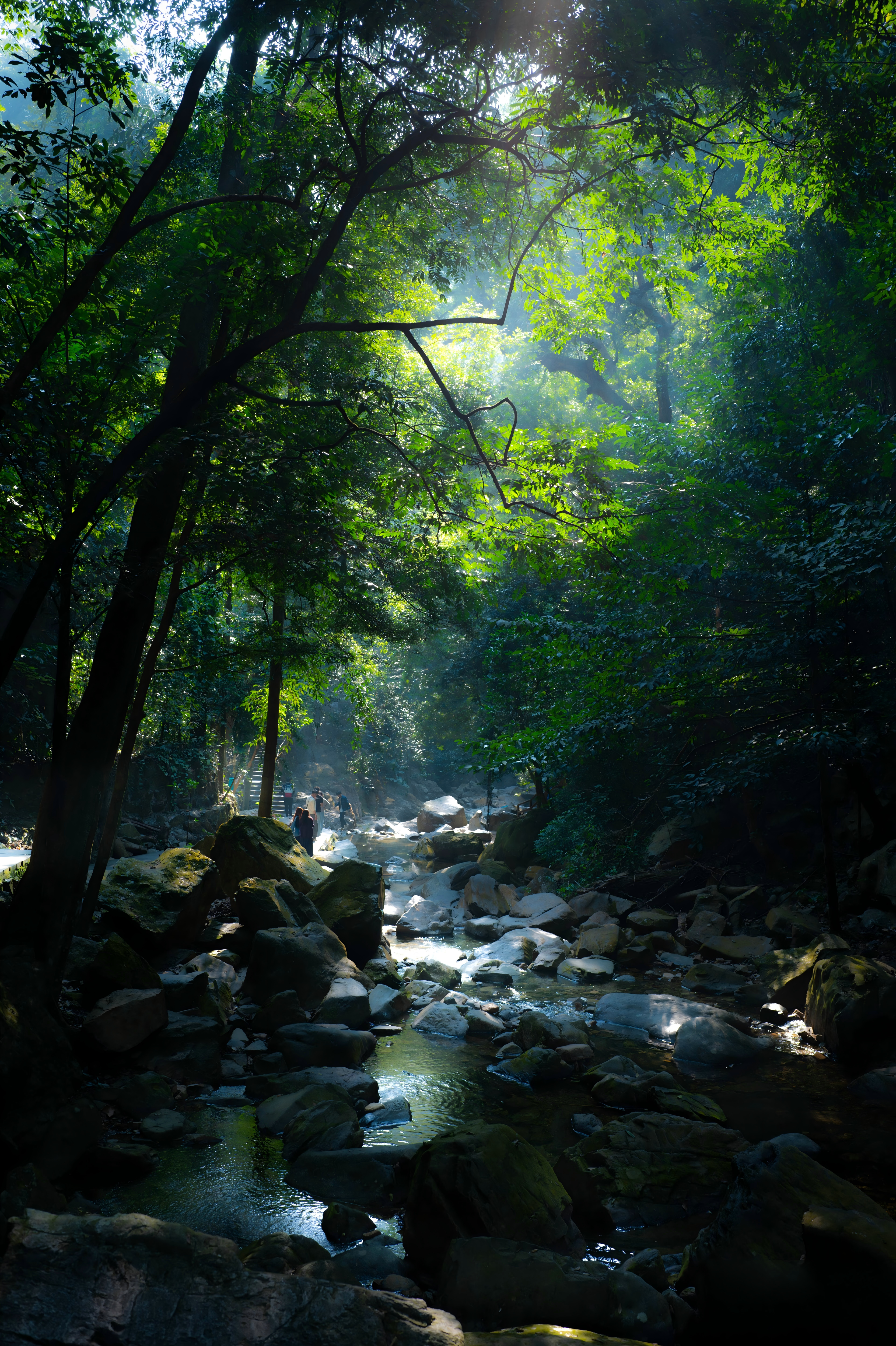 鼎湖山湖面与山林