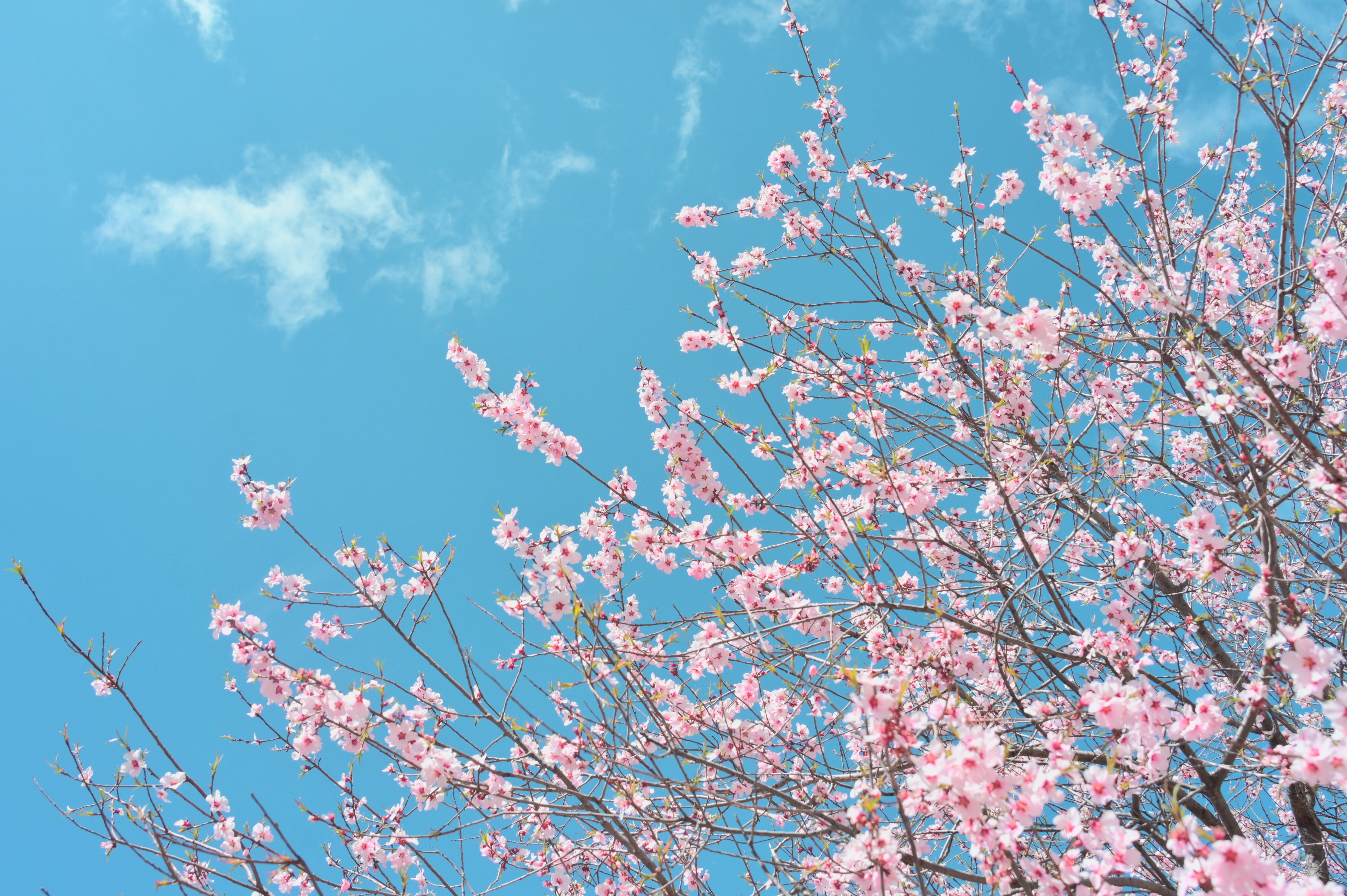 春日花卉-春日蓝天