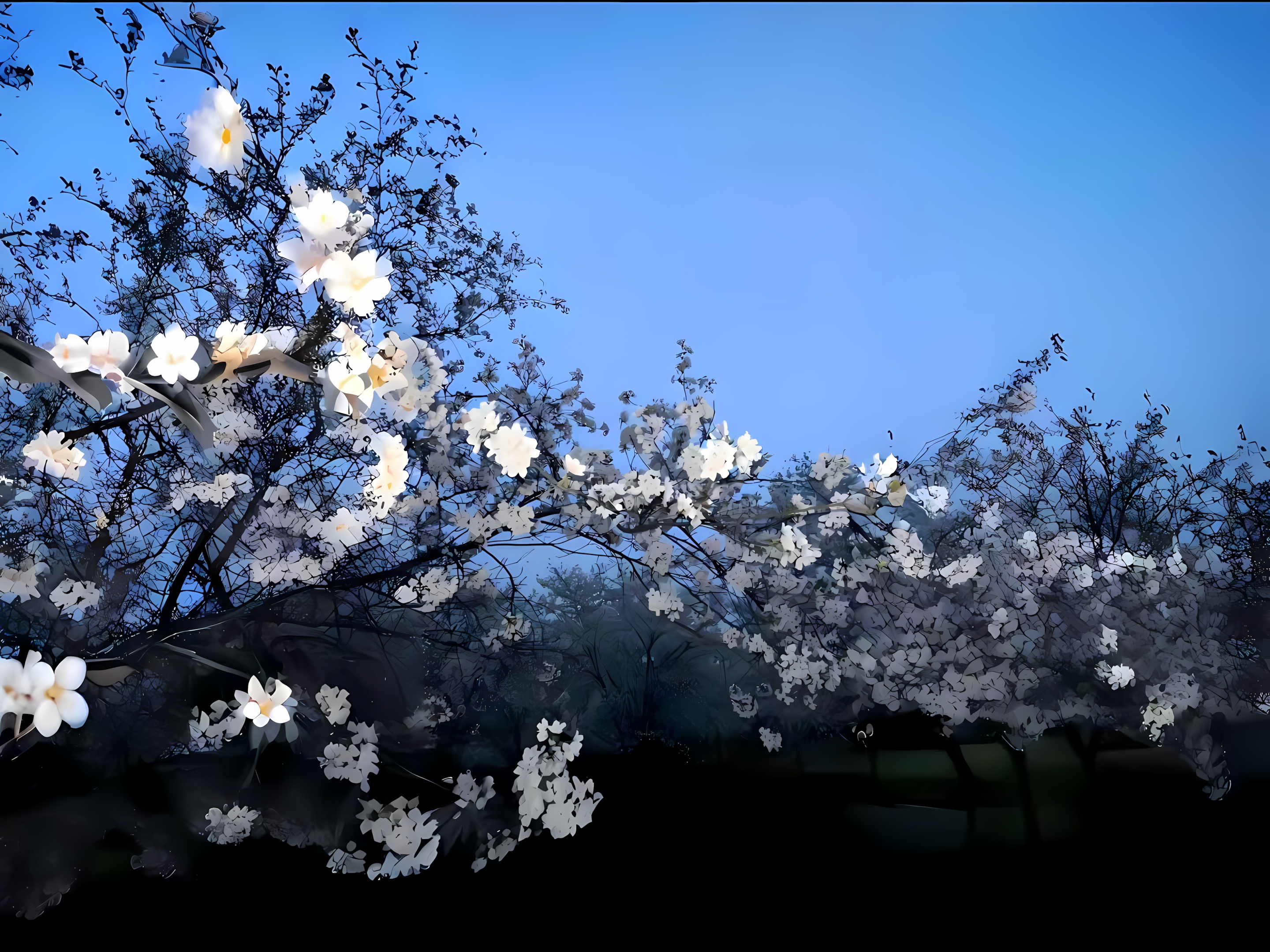 春日-树-白色花朵